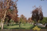 خشک شدن گسترده درختان پارک دولت/ علت چیست؟