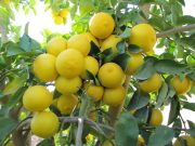 برداشت لیمو شیرین از باغ‌های دزفول